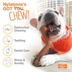 Nylabone Flavor Frenzy Texture Bone Philly Cheesesteak Regular
