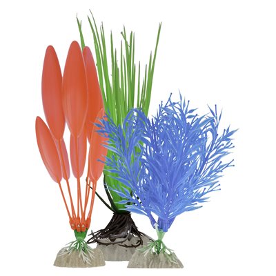 Spectrum Plante « GloFish » Petite Bleu Vert Moyen Grande Orange