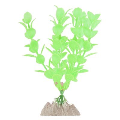 Spectrum Plante « GloFish » Petite Vert