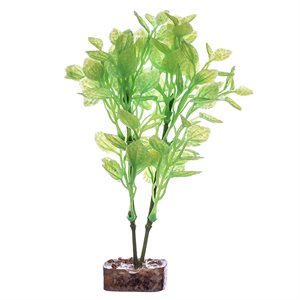 Spectrum Plante « GloFish » Moyenne Vert Juane