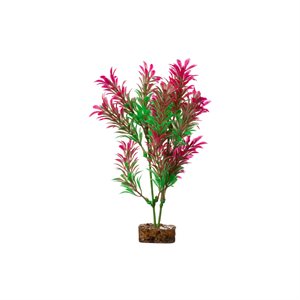 Spectrum Plante « GloFish » Moyenne Vert Rose