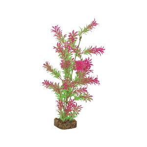 Spectrum Plante « GloFish » Grande Vert Rose