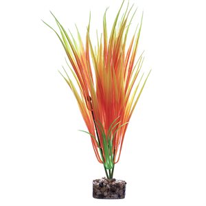 Spectrum Plante « GloFish » Moyenne Orange Jaune