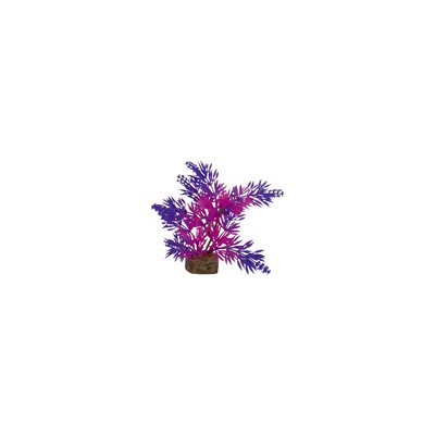 Spectrum Plante « GloFish » Petite Violet Rose